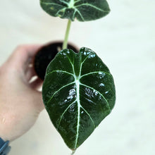 Load image into Gallery viewer, Alocasia noir velours, gros plan de feuilles sombres nervurées de blanc