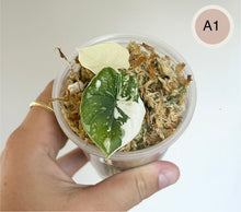 Charger l'image dans la galerie, Jeune Alocasia melo albo aux feuilles vertes panachées de blanc, en godet avec substrat