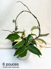 Charger l'image dans la galerie, Hoya krimson queen ⭐️