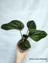 Charger l'image dans la galerie, Plante d’Anthurium radicans x luxurians en pot, feuilles vert foncé
