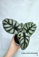 Load image into Gallery viewer, Alocasia Silver dragon : grandes feuilles vert foncé veinées d'argent, en petit pot