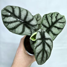 Charger l'image dans la galerie, Alocasia Silver dragon : grandes feuilles vert foncé veinées d'argent, en petit pot