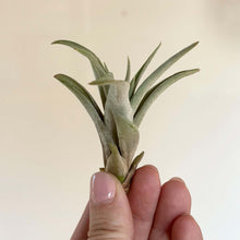 Charger l'image dans la galerie, Plante aérienne Tillandsia à rosette gris-vert, feuilles longues, tenue à la main.