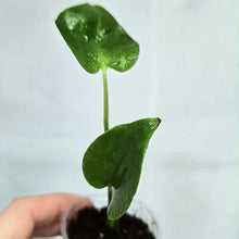 Load image into Gallery viewer, Jeune Monstera deliciosa en pot, tige verte et 3 petites feuilles vertes