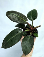 Load image into Gallery viewer, Philodendron à larges feuilles vert foncé, tige rouge, pot tenu en main