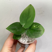 Charger l'image dans la galerie, Plante Scindapsus Jade Satin en pot transparent, feuilles vertes avec nervures visibles.