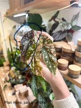 Load image into Gallery viewer, Bégonia Maculata Pink #Z5843