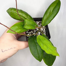 Load image into Gallery viewer, Hoya incrassata en pot avec feuilles vertes luisantes et tige brune