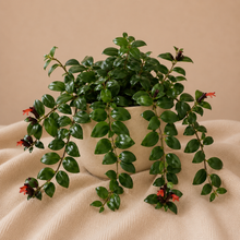 Charger l'image dans la galerie, Plante Aeschynanthus Mona Lisa, feuilles vertes lustrées et fleurs rouges