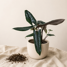 Load image into Gallery viewer, Alocasia Scalprum en pot blanc, grandes feuilles vert foncé veinées.