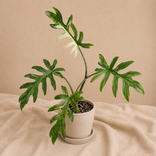 Charger l'image dans la galerie, Alocasia Brancifolia Albo en pot, feuilles vertes panachées de clair