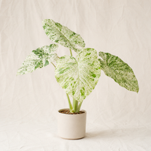 Charger l'image dans la galerie, Alocasia en pot à grandes feuilles vertes tachetées camouflées, tiges vertes.