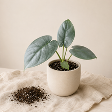 Charger l'image dans la galerie, Alocasia Perakensis Silver en pot blanc, grandes feuilles vert argenté