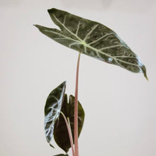 Charger l'image dans la galerie, Alocasia Pink Dragon en pot noir, tiges roses et feuilles vert foncé veinées