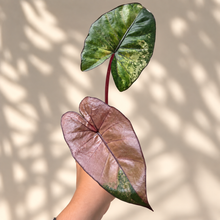 Charger l'image dans la galerie, Feuilles d’alocasia aux nervures contrastées vert et pourpre, portées à la main