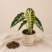 Charger l'image dans la galerie, Plante d’alocasia en pot beige, grandes feuilles vert foncé à nervures claires