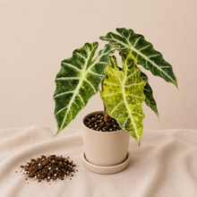 Charger l'image dans la galerie, Alocasia Amazonica Polly en pot beige, grandes feuilles vertes à nervures claires