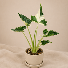 Charger l'image dans la galerie, Alocasia Crinkle Albo