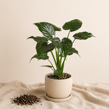 Load image into Gallery viewer, Alocasia cucullata en pot beige, grandes feuilles vert foncé veinées