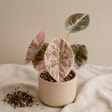 Charger l'image dans la galerie, Alocasia Cuprea Pink Mint