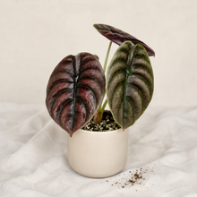 Charger l'image dans la galerie, Alocasia cuprea 'red secret' en pot, grandes feuilles nervurées bordeaux et vert foncé