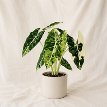 Charger l'image dans la galerie, Alocasia Frydek variegata en pot, feuilles vert foncé à nervures claires.
