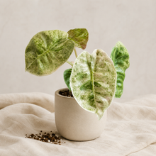 Load image into Gallery viewer, Alocasia variegata, feuilles vert clair et crème, plante en pot beige