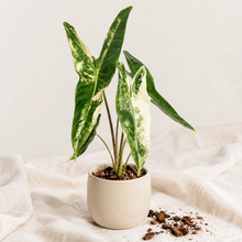 Charger l'image dans la galerie, Alocasia Longiloba Albo : plante en pot, feuilles vertes tachetées de blanc.