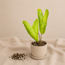 Charger l'image dans la galerie, Alocasia Longiloba Lemon Lime en pot blanc, trois feuilles vert citron tachetées