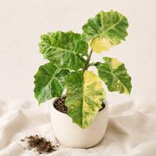 Charger l'image dans la galerie, Plante Alocasia Aurea en pot blanc, grandes feuilles vertes à nervures claires