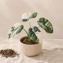 Charger l'image dans la galerie, Alocasia Melo Albo en pot beige, grandes feuilles panachées vert et crème.