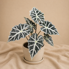 Load image into Gallery viewer, Plante Alocasia parasol en pot : grandes feuilles vert foncé à nervures blanches.