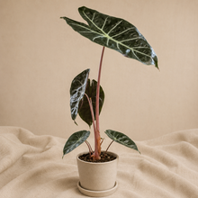 Charger l'image dans la galerie, Alocasia Pink Dragon en pot beige, feuilles vert foncé veinées blanches et tiges rosées