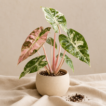 Charger l'image dans la galerie, Alocasia Pink Dragon Albo en pot, feuilles vertes veinées blanc et rose, tiges roses.