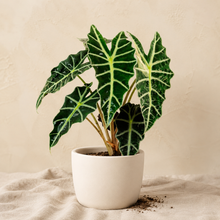 Charger l'image dans la galerie, Alocasia polly en pot blanc, feuilles vertes nervurées et tachetées, tiges beige.