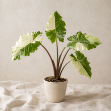 Charger l'image dans la galerie, Alocasia Portora Albo en pot, feuilles vertes et crème panachées, grandes nervures
