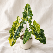 Charger l'image dans la galerie, Alocasia Aurea en pot, feuilles vertes panachées jaune, grandes nervures