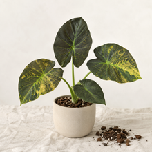 Charger l'image dans la galerie, Alocasia en pot avec feuilles en cœur vert foncé et nervures jaunes, terre visible