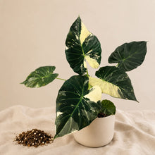 Charger l'image dans la galerie, Jeune Alocasia Regal Shield Albo en pot, feuilles vert foncé panachées clair.