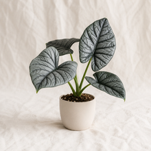 Load image into Gallery viewer, Alocasia reginae en pot blanc, feuilles vert argenté nervurées