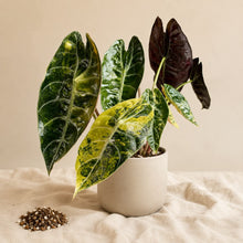 Charger l'image dans la galerie, Jeune plante Alocasia à feuilles vertes panachées de jaune, tiges vertes, pot blanc.