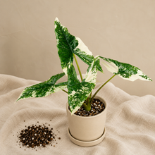 Charger l'image dans la galerie, Alocasia Simpo Albo
