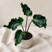 Charger l'image dans la galerie, Alocasia Teletubbies en pot blanc, feuilles vert foncé découpées en grandes formes
