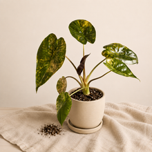 Charger l'image dans la galerie, Jeune Alocasia panachée en pot blanc, feuilles vertes et jaunes