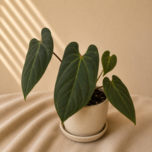 Charger l'image dans la galerie, Anthurium NOID X BVEP