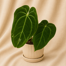 Charger l'image dans la galerie, Anthurium Papillilaminum Fort Sherman X BVEP en pot côtelé, feuilles vertes en forme de cœur