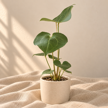 Load image into Gallery viewer, Anthurium Pterodactyl en pot blanc, grandes feuilles vertes découpées