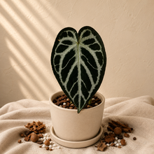 Charger l'image dans la galerie, Anthurium Red Crystallinum X Silver Blush