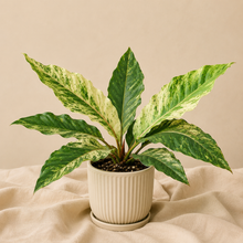 Charger l'image dans la galerie, Anthurium Renaissance tricolore en pot, feuilles vertes et crème striées
