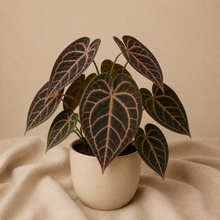 Load image into Gallery viewer, Anthurium crystallinum rouge en pot, feuilles en forme de cœur aux nervures rouges